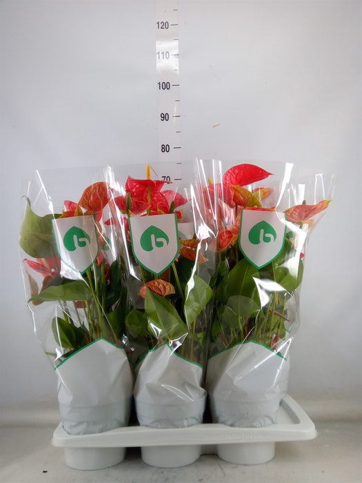 <h4>Anthurium andr. 'Arebo'</h4>