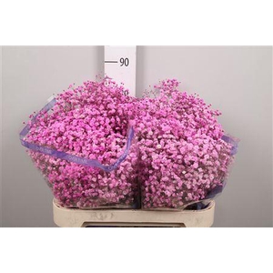 Gyps Overtime Pink