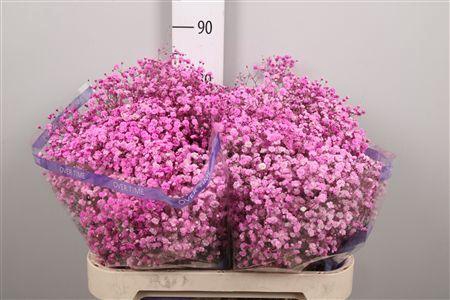 <h4>Gyps Overtime Pink</h4>
