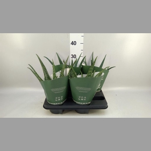 Aloe   ...mix