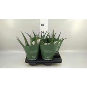 Aloe   ...mix