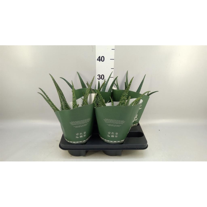 <h4>Aloe   ...mix</h4>
