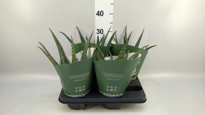 <h4>Aloe   ...mix</h4>