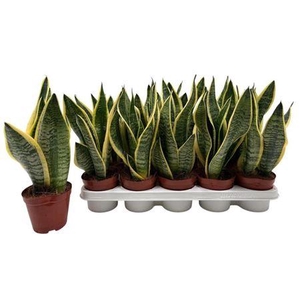 Sansev Futura Superb