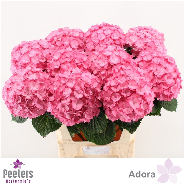 <h4>Adora</h4>