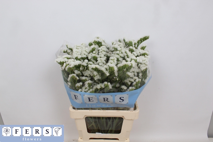 <h4>LIM S ASPEN WINGS</h4>