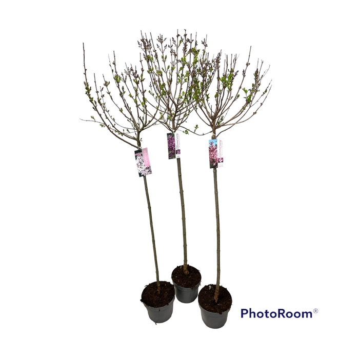 <h4>Syringa Blooming mix 100cm stam C5</h4>