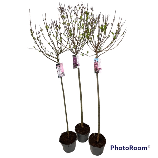 Syringa Blooming mix 100cm stam C5