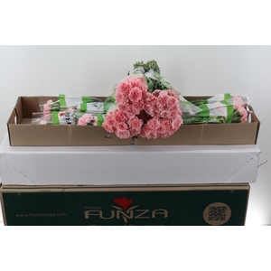 Di St Pink Cute Box