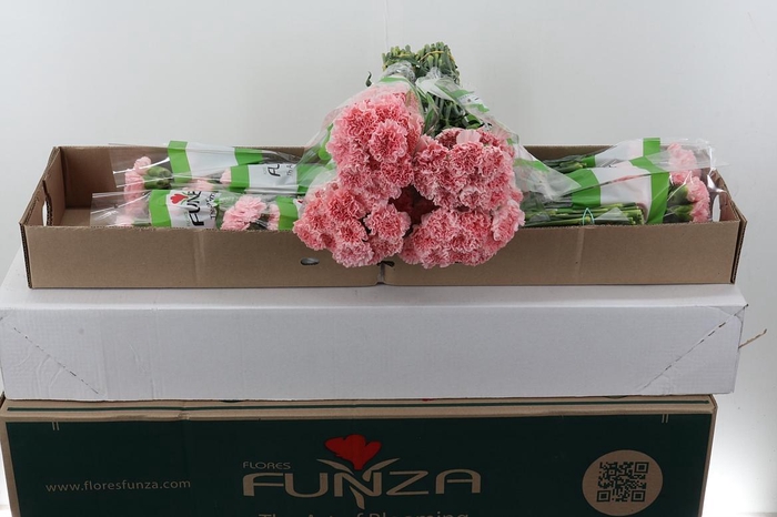 <h4>Di St Pink Cute Box</h4>