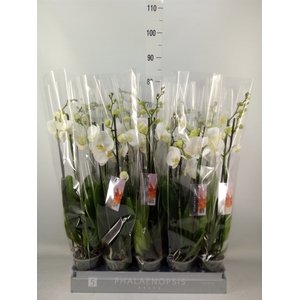 Phalaenopsis   ...white