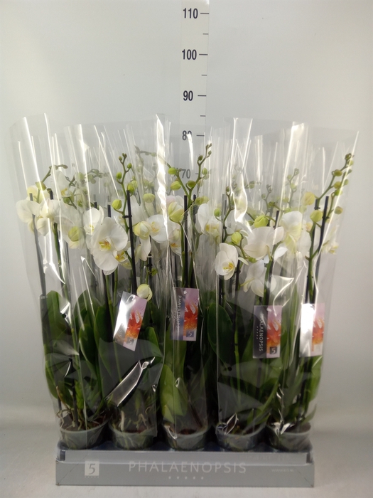 <h4>Phalaenopsis   ...white</h4>