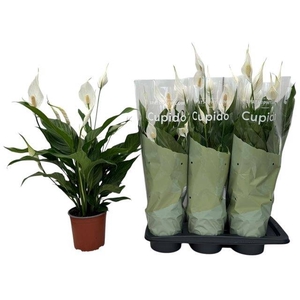 Spathiphyllum Bingo Cupido 17Ø 65cm 5fl