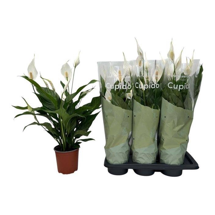 <h4>Spathiphyllum Bingo Cupido 17Ø 65cm 5fl</h4>