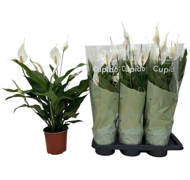 Spathiphyllum Bingo Cupido 17Ø 65cm 5fl