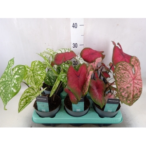 Caladium   ...mix