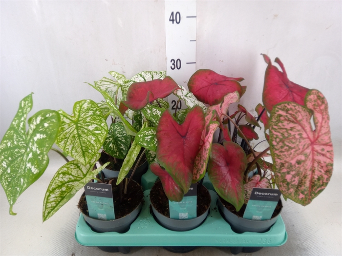 <h4>Caladium   ...mix</h4>