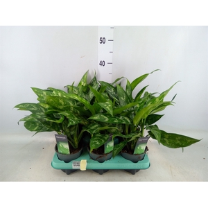 Aglaonema  'Maria'