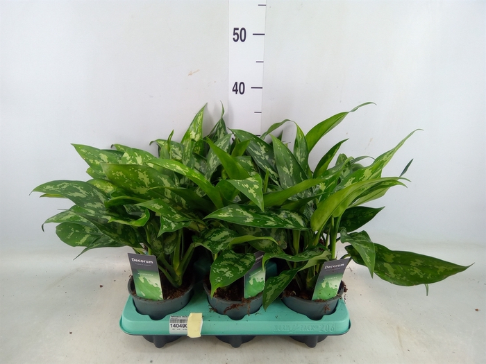 <h4>Aglaonema  'Maria'</h4>