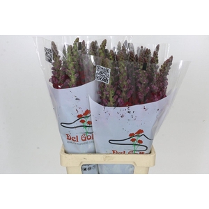 Antirrhinum Potomac Red