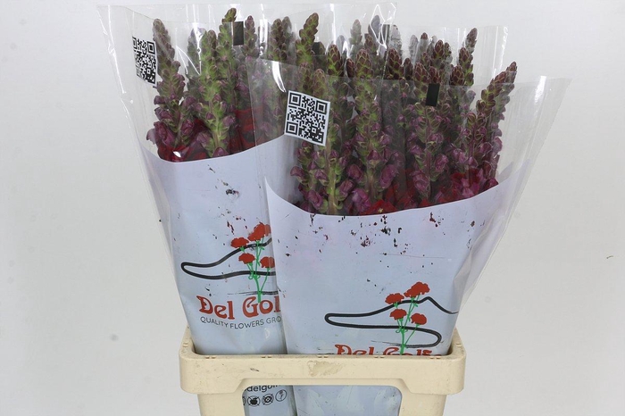 Antirrhinum Potomac Red