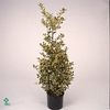 ILEX AQ ARGENTEA MAR