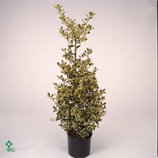 ILEX AQ ARGENTEA MAR