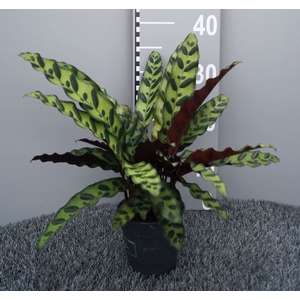 Calathea lancifolia