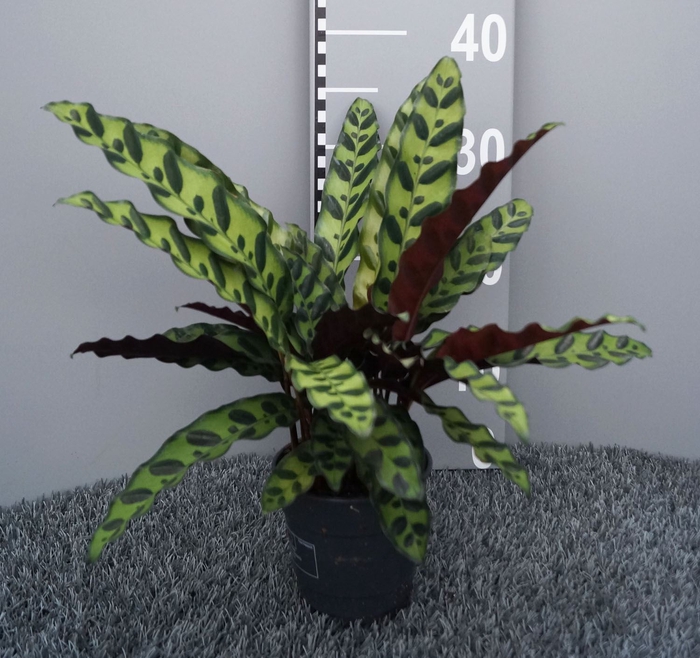 <h4>Calathea lancifolia</h4>