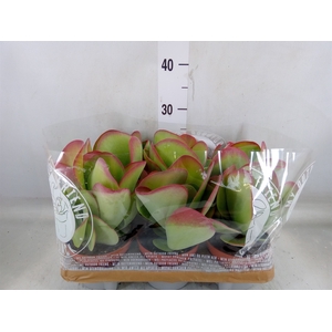 Kalanchoe NF thyrsiflora