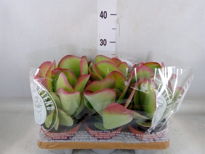 <h4>Kalanchoe NF thyrsiflora</h4>