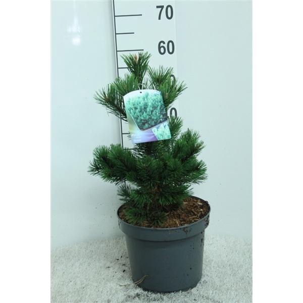 <h4>Pinus heldreichii 'Compact Gem' P26 potgekweekt</h4>