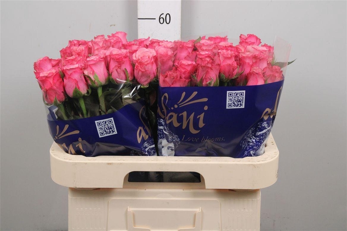 <h4>R Gr Ramonda</h4>