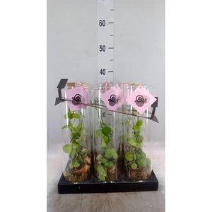 Arr.  Dischidia