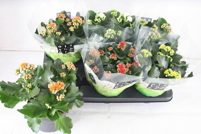 <h4>KAL GE GEM 5 KL</h4>