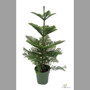 ARAUCARIA
