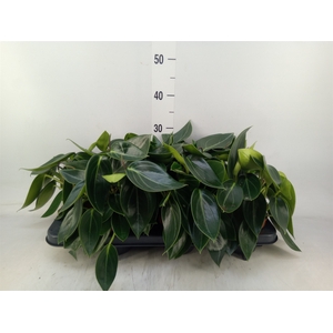 Peperomia