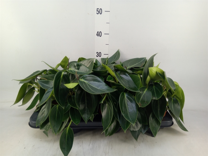 <h4>Peperomia</h4>