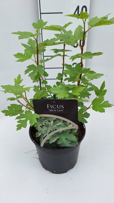 Ficus 'Silver Lyre' C2