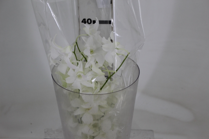 <h4>DENPHALAEN MACO MINIMO 30 FLORES</h4>