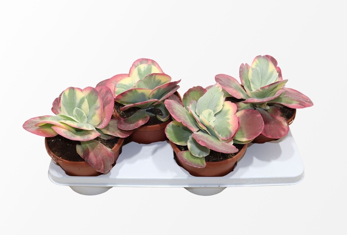 <h4>Kalanchoe Thyrsiflora Variegata</h4>