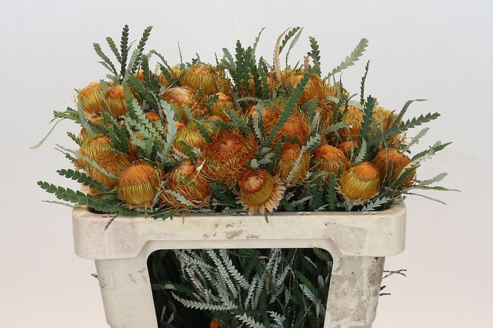<h4>Banksia Dryandra</h4>