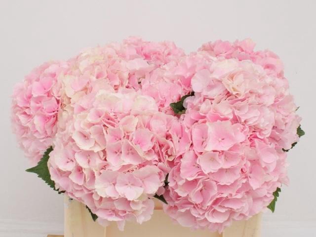 <h4>Hydr M Ch Verena</h4>