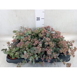 Sedum sieboldii
