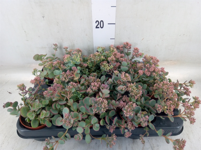<h4>Sedum sieboldii</h4>