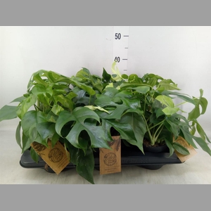 Monstera   ...
