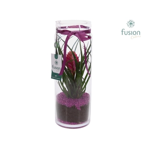 Glazen vaas met Tillandsia