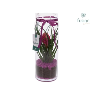 Glazen vaas met Tillandsia