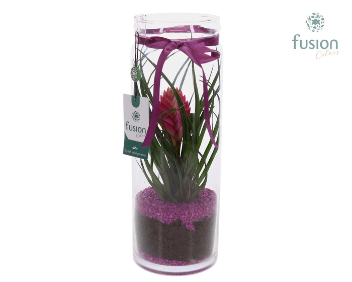<h4>Glazen vaas met Tillandsia</h4>