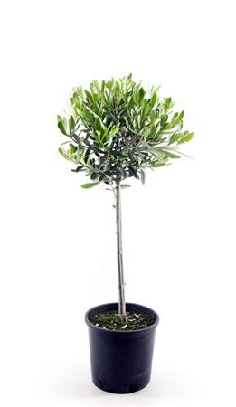 <h4>Olea Stem</h4>